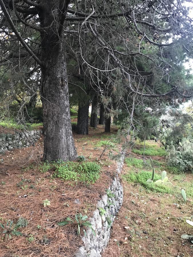 Casa Vacanze Etna Piedimonte Etneo Eksteriør billede